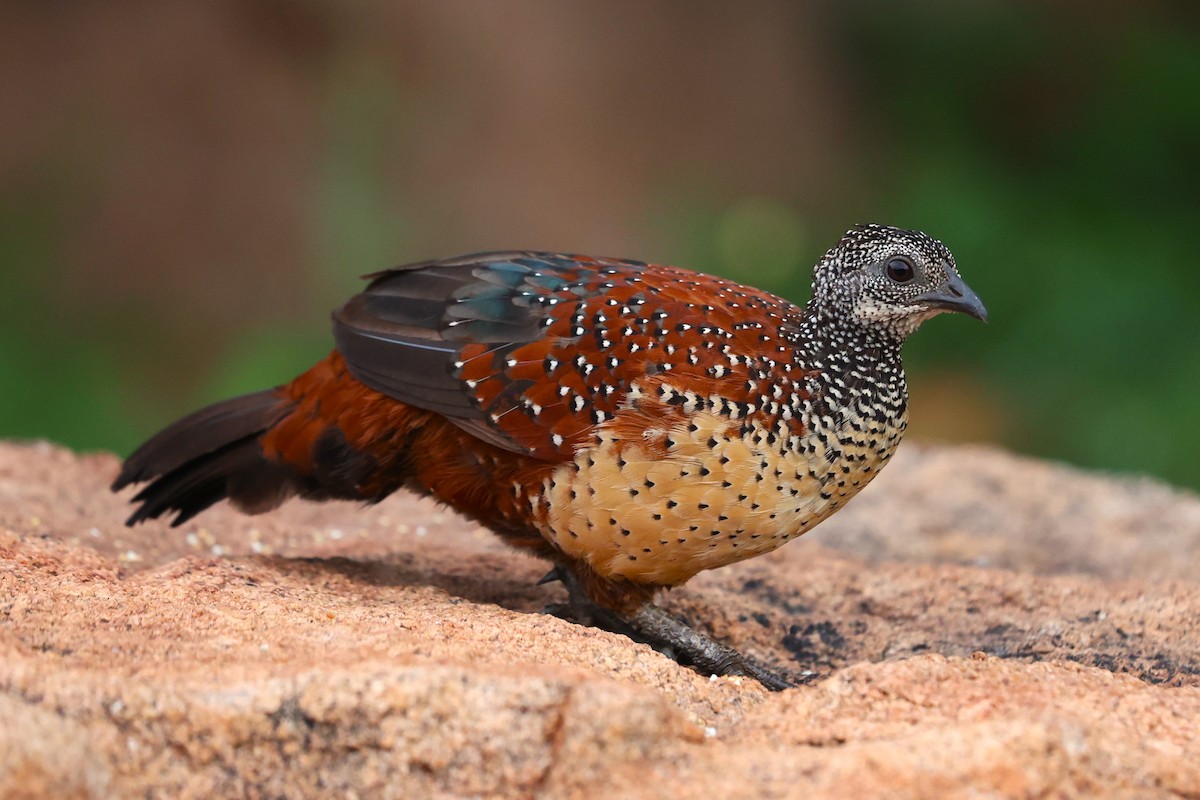 Painted Spurfowl - ML624036006