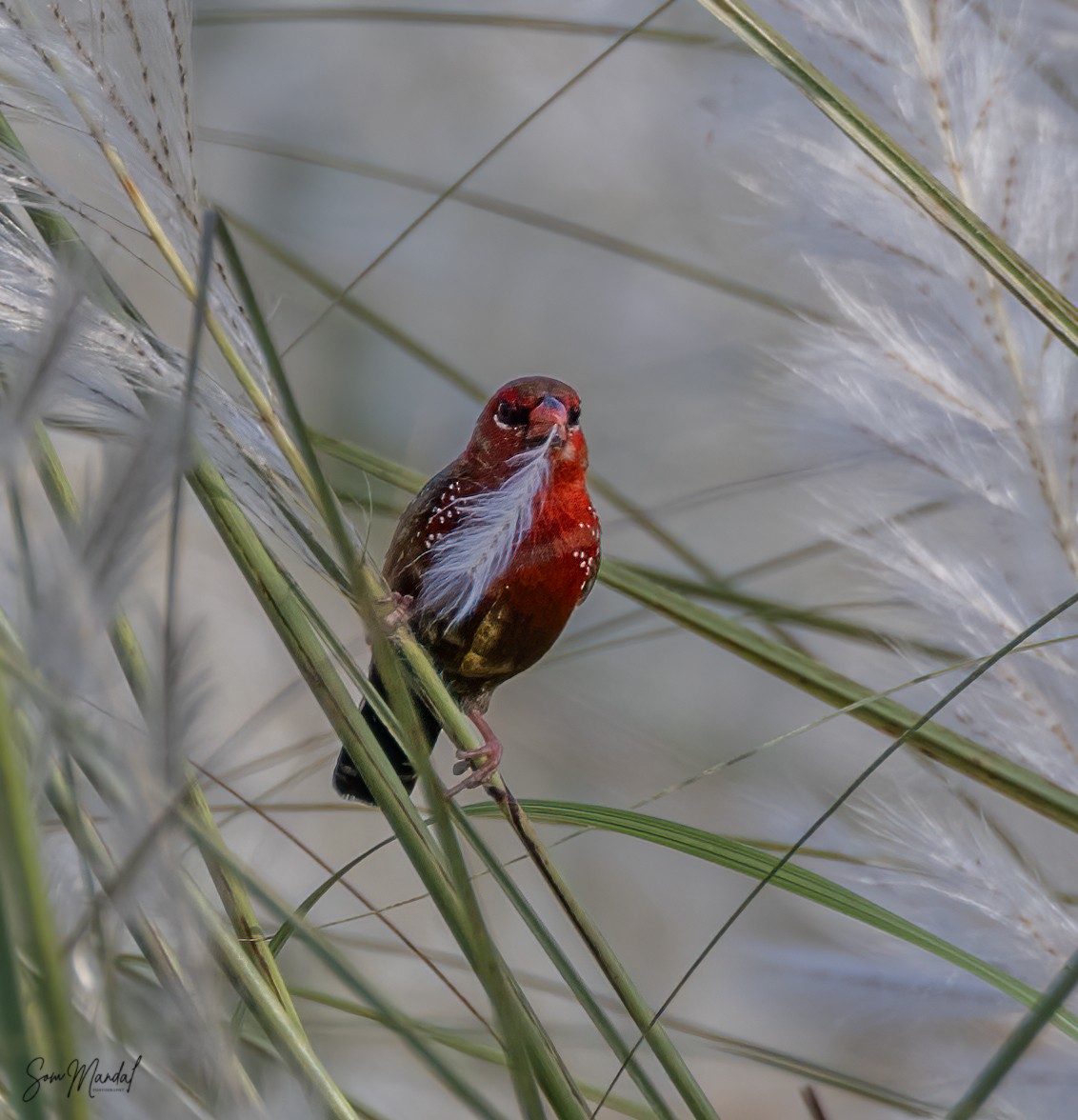 Red Avadavat - ML624036016