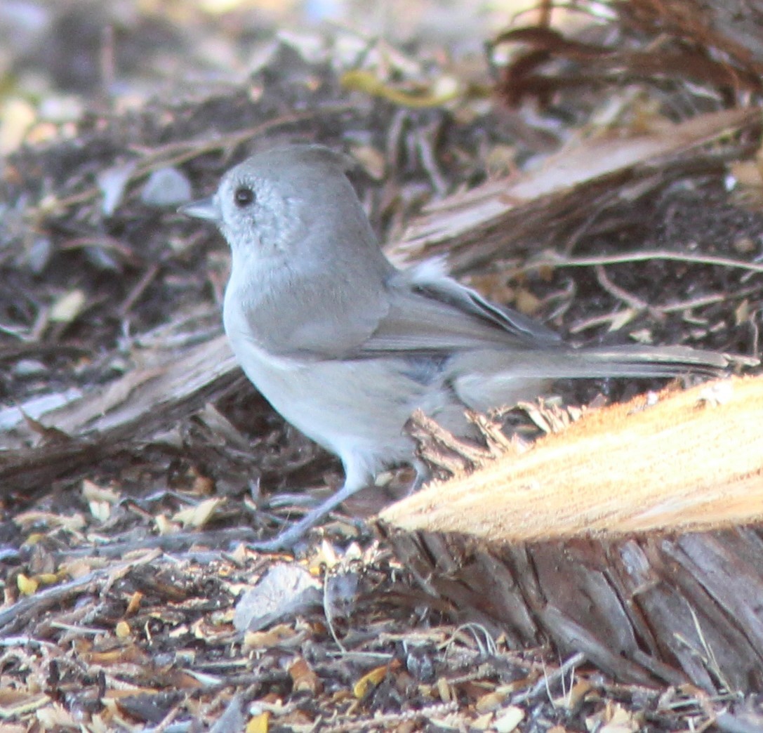 Oak Titmouse - ML624036020