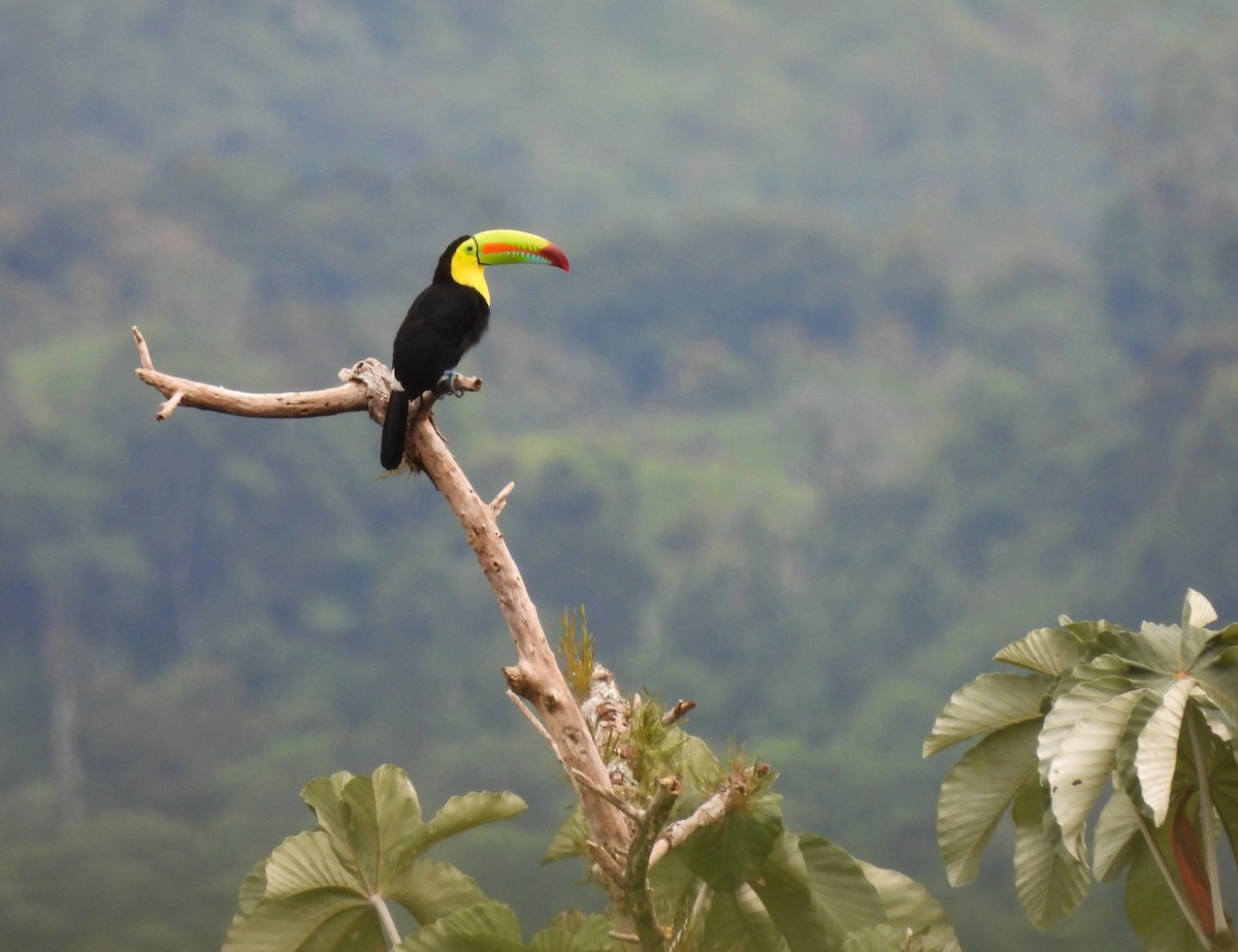 Keel-billed Toucan - ML624036029