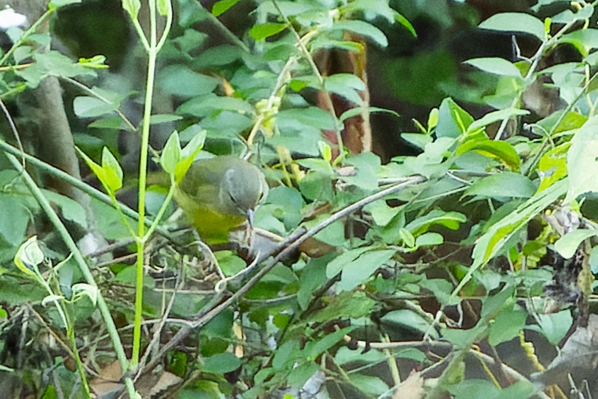 Mourning Warbler - ML624036039