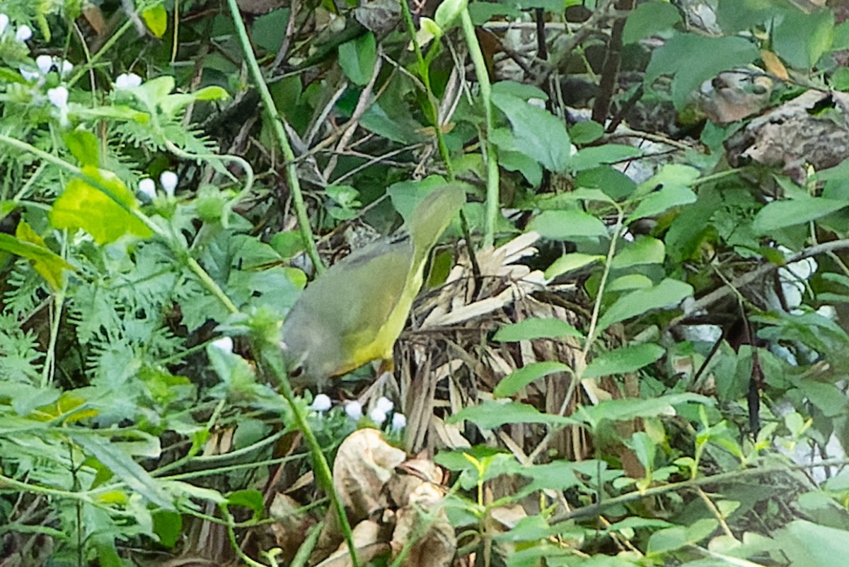 Mourning Warbler - Melinda Wheeler