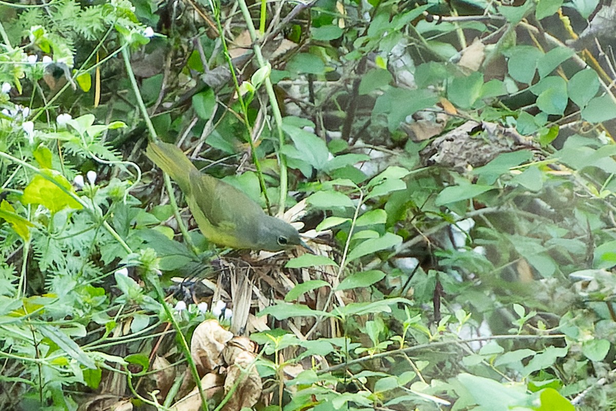 Mourning Warbler - ML624036045