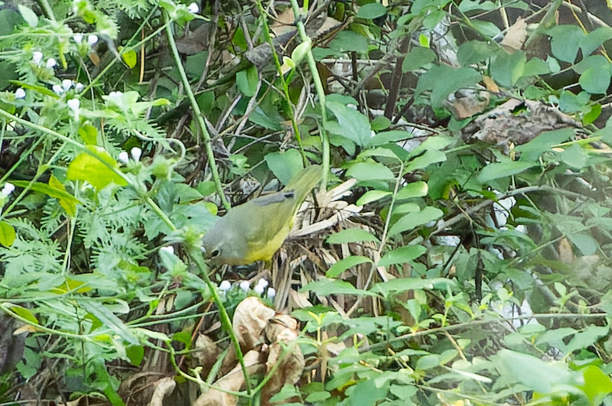 Mourning Warbler - ML624036047