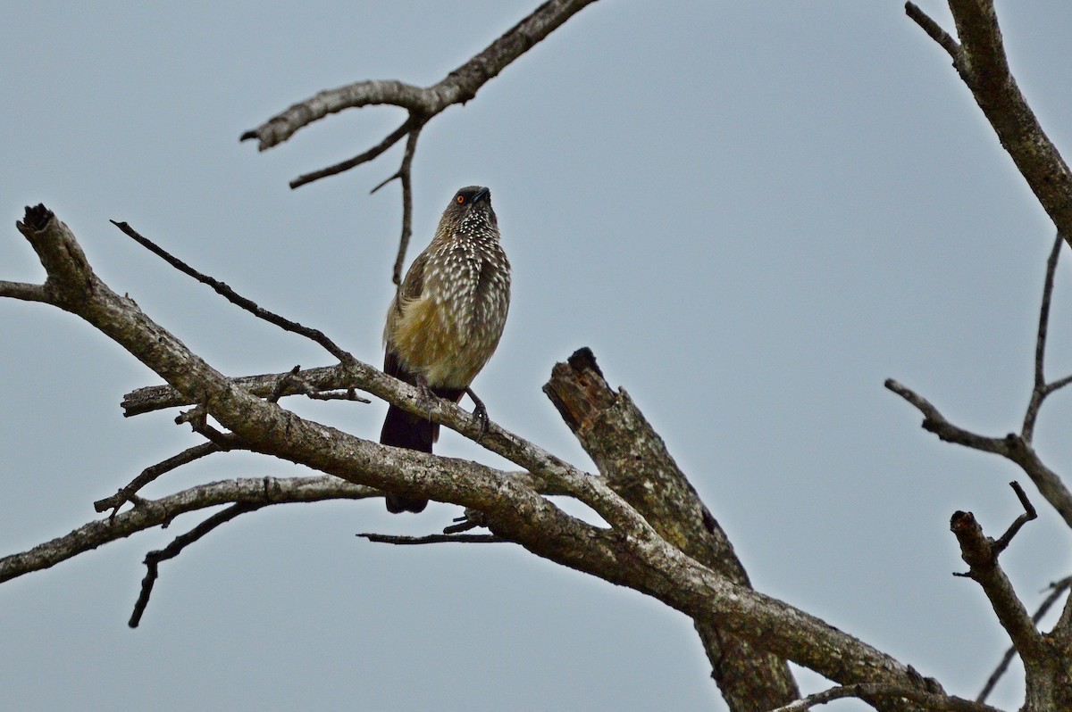 Arrow-marked Babbler - ML624036062