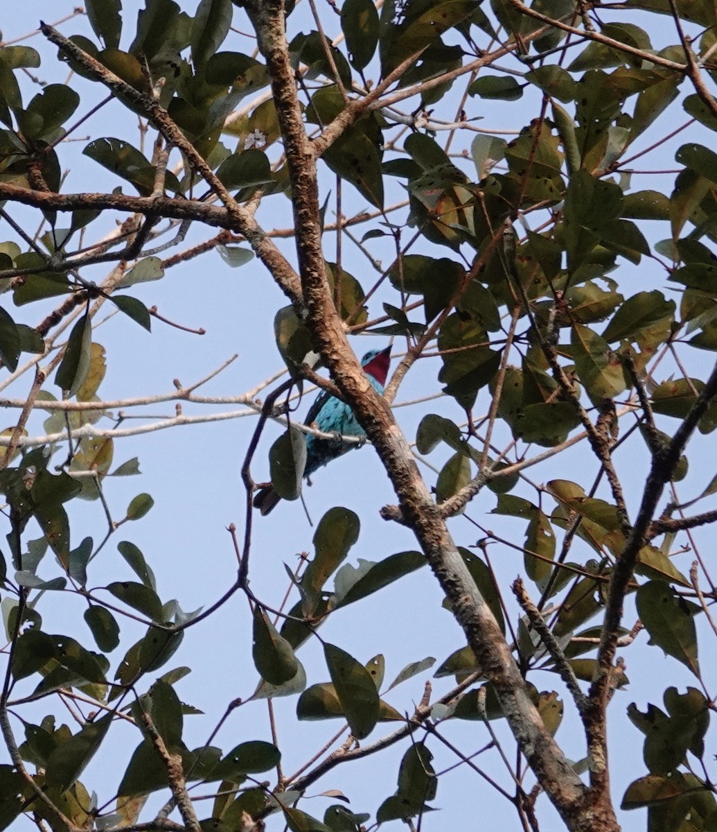 Cotinga de Cayenne - ML624036085