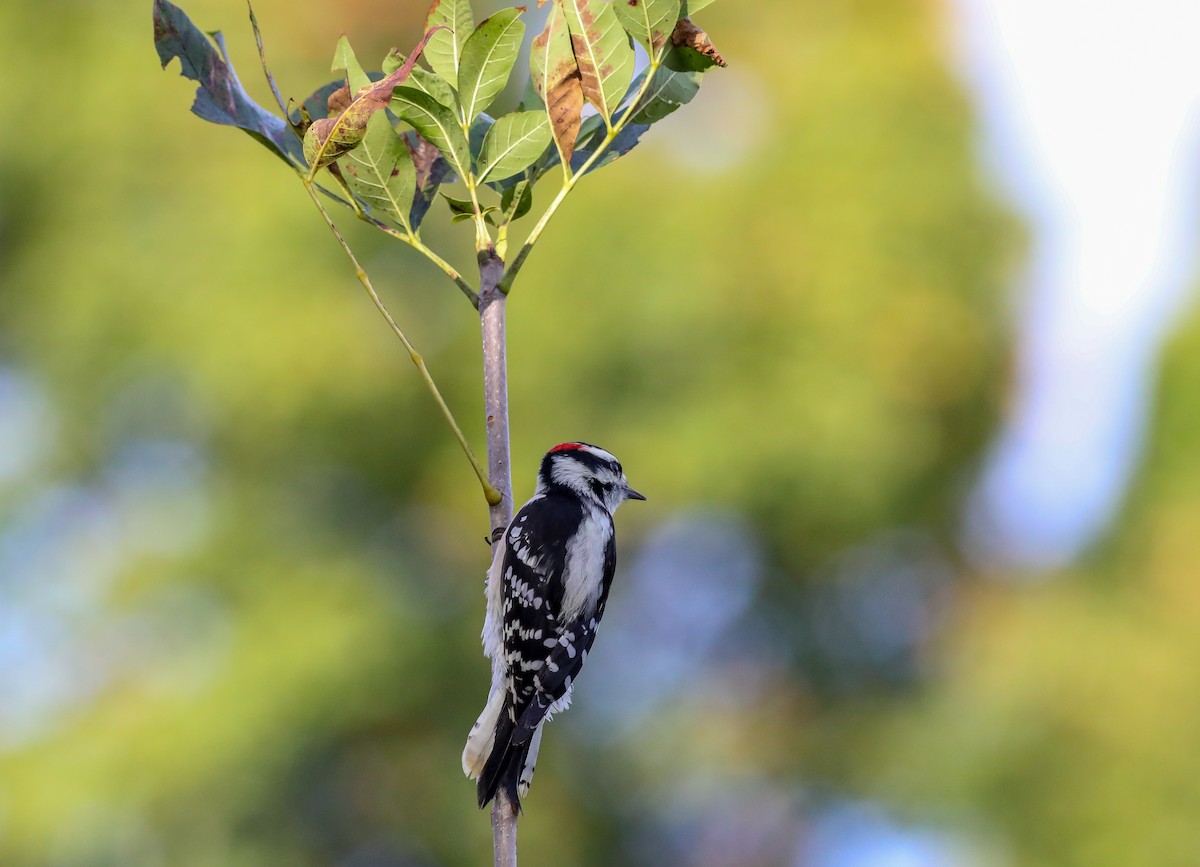 Downy Woodpecker - ML624036142