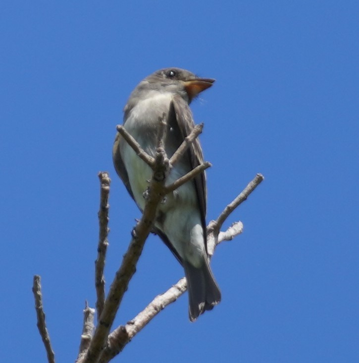 Eastern Wood-Pewee - ML624036143