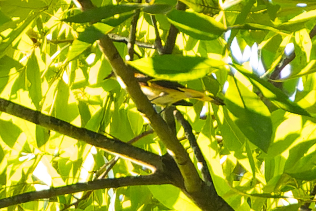 American Redstart - ML624036151