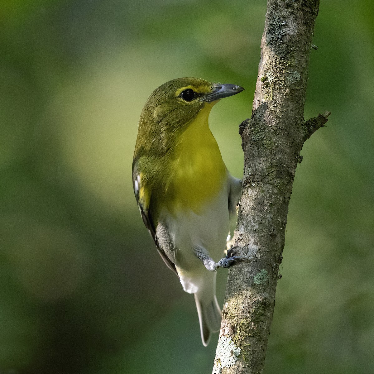 Vireo Gorjiamarillo - ML624036157