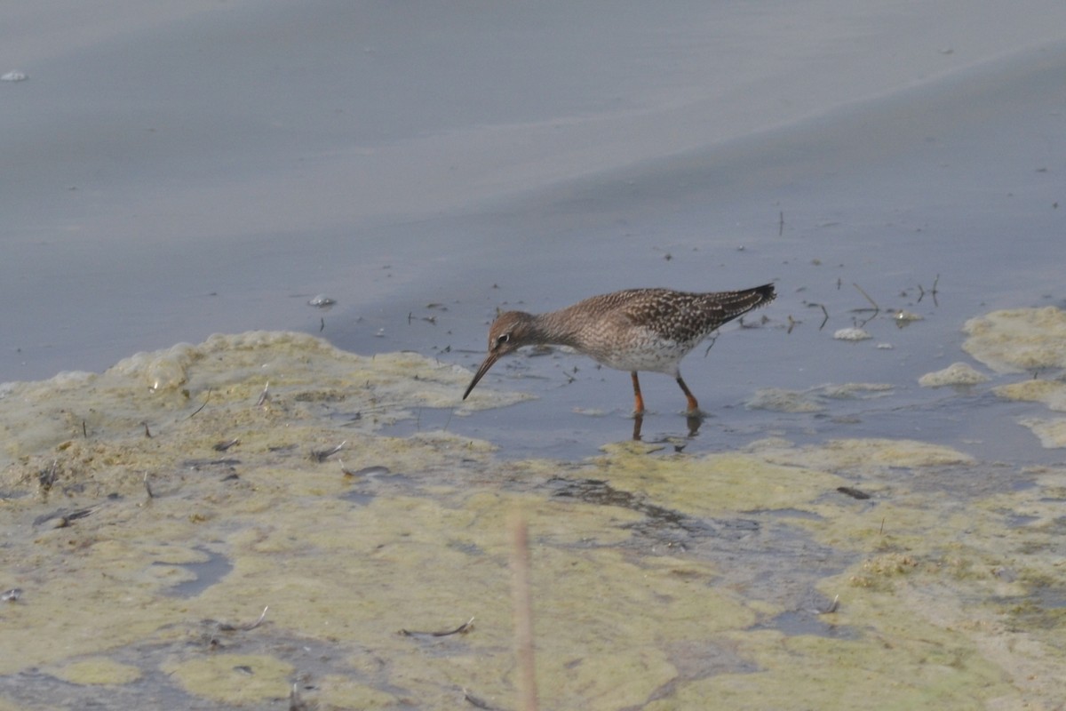 Common Redshank - ML624036158