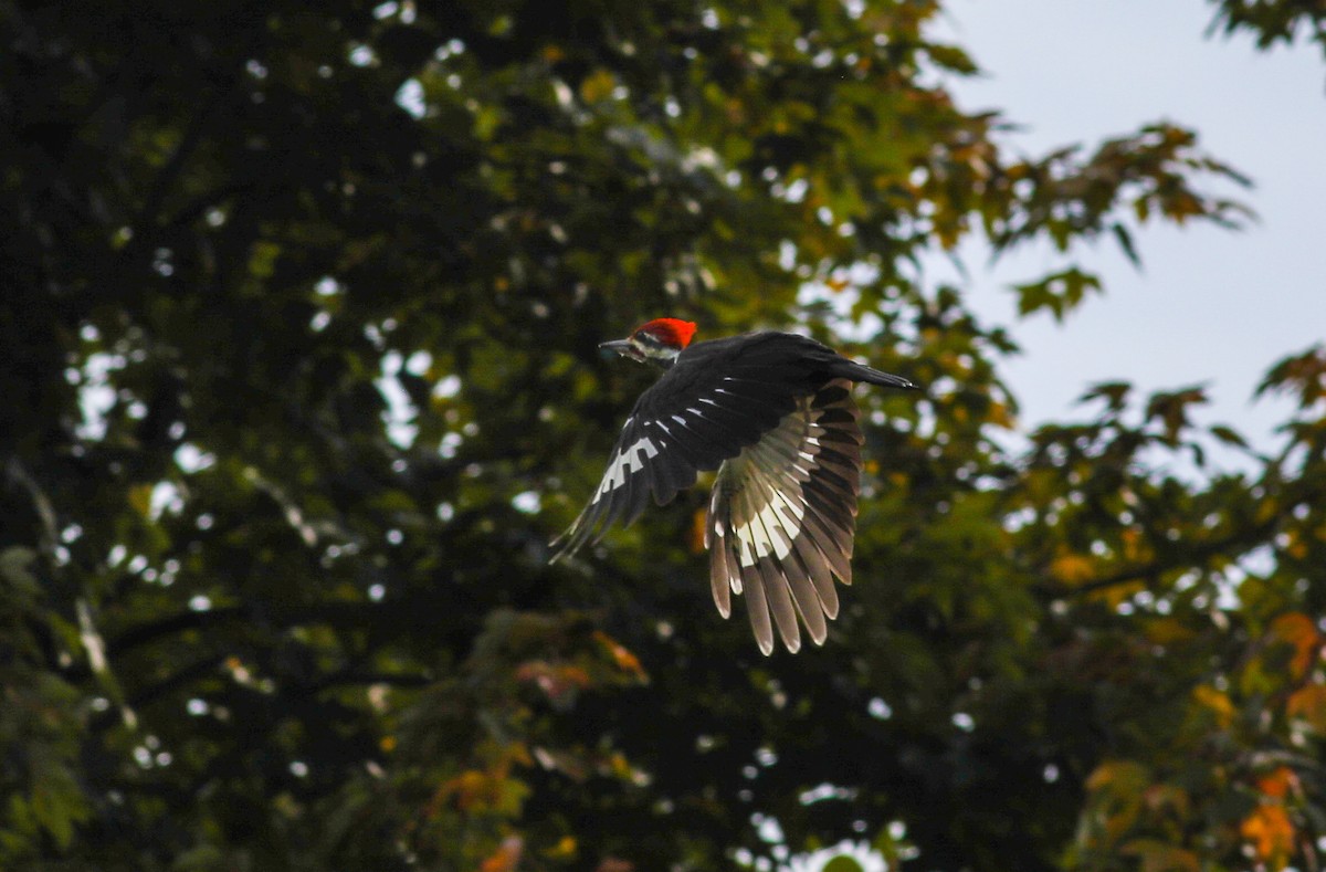 Pileated Woodpecker - ML624036160