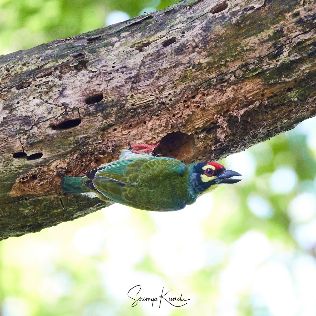 Coppersmith Barbet - ML624036166