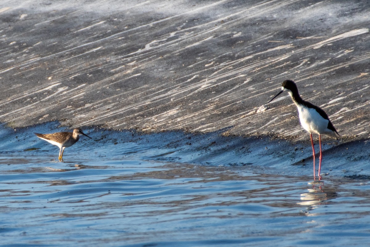 Lesser Yellowlegs - ML624036169