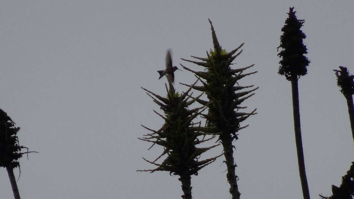 Giant Hummingbird - ML624036170