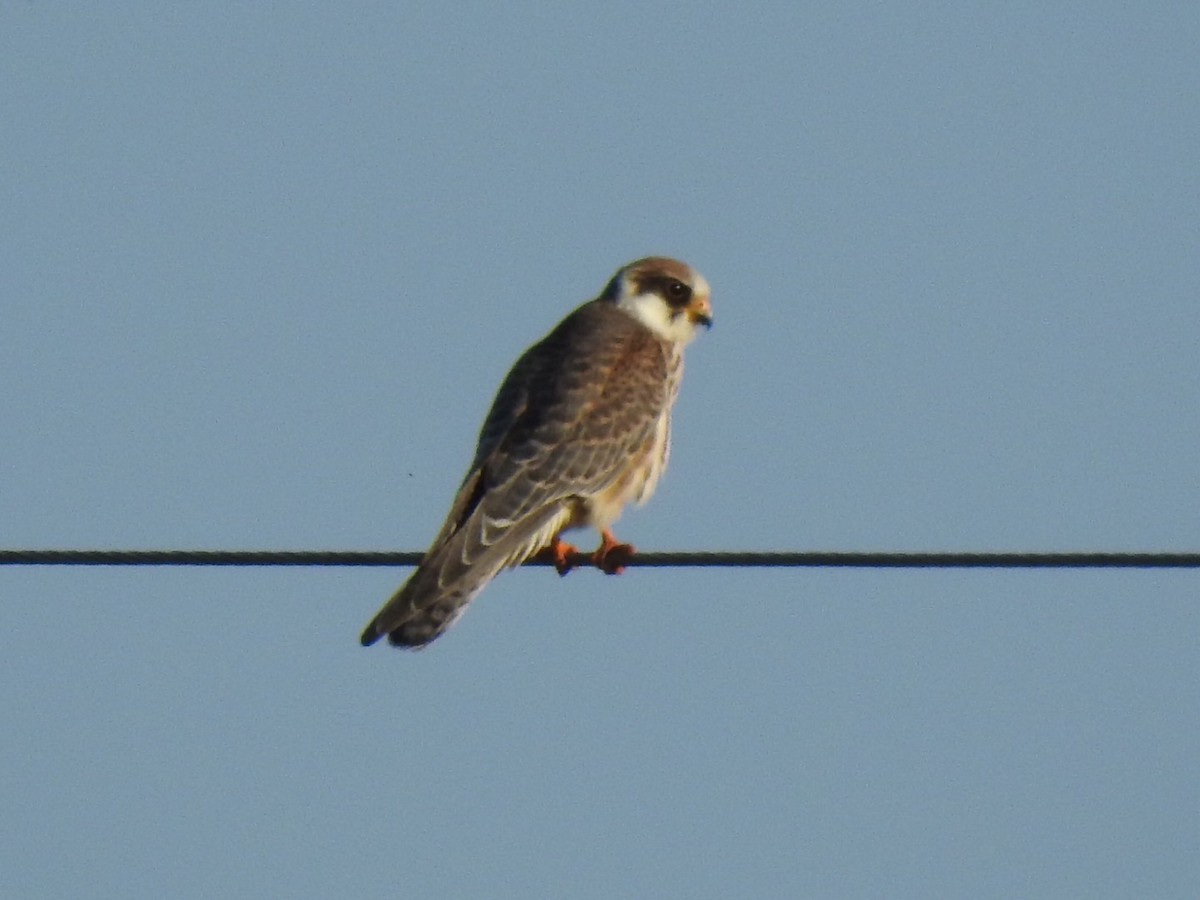 Red-footed Falcon - ML624036177