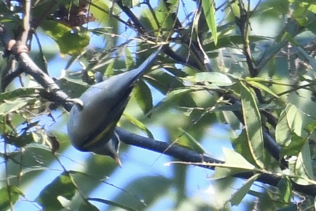 Golden-winged Warbler - Brad Sale