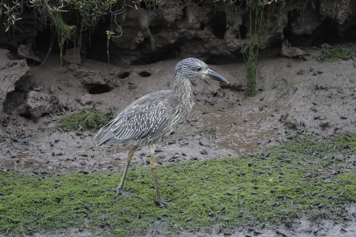 Yellow-crowned Night Heron - ML624036225