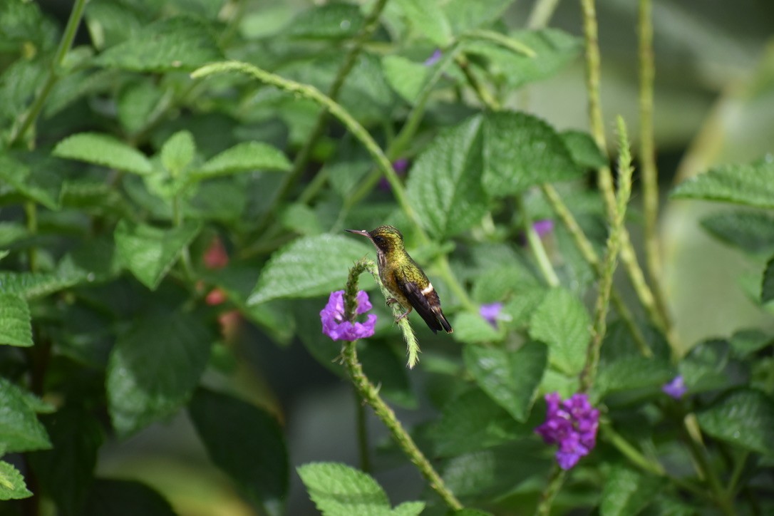 Black-crested Coquette - ML624036229