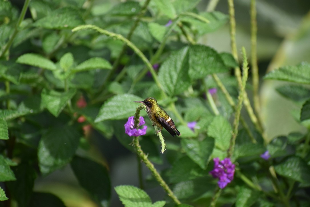 Black-crested Coquette - ML624036230