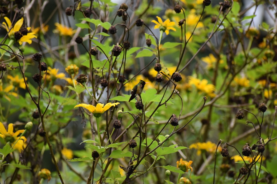 Black-crested Coquette - Alex Freeman