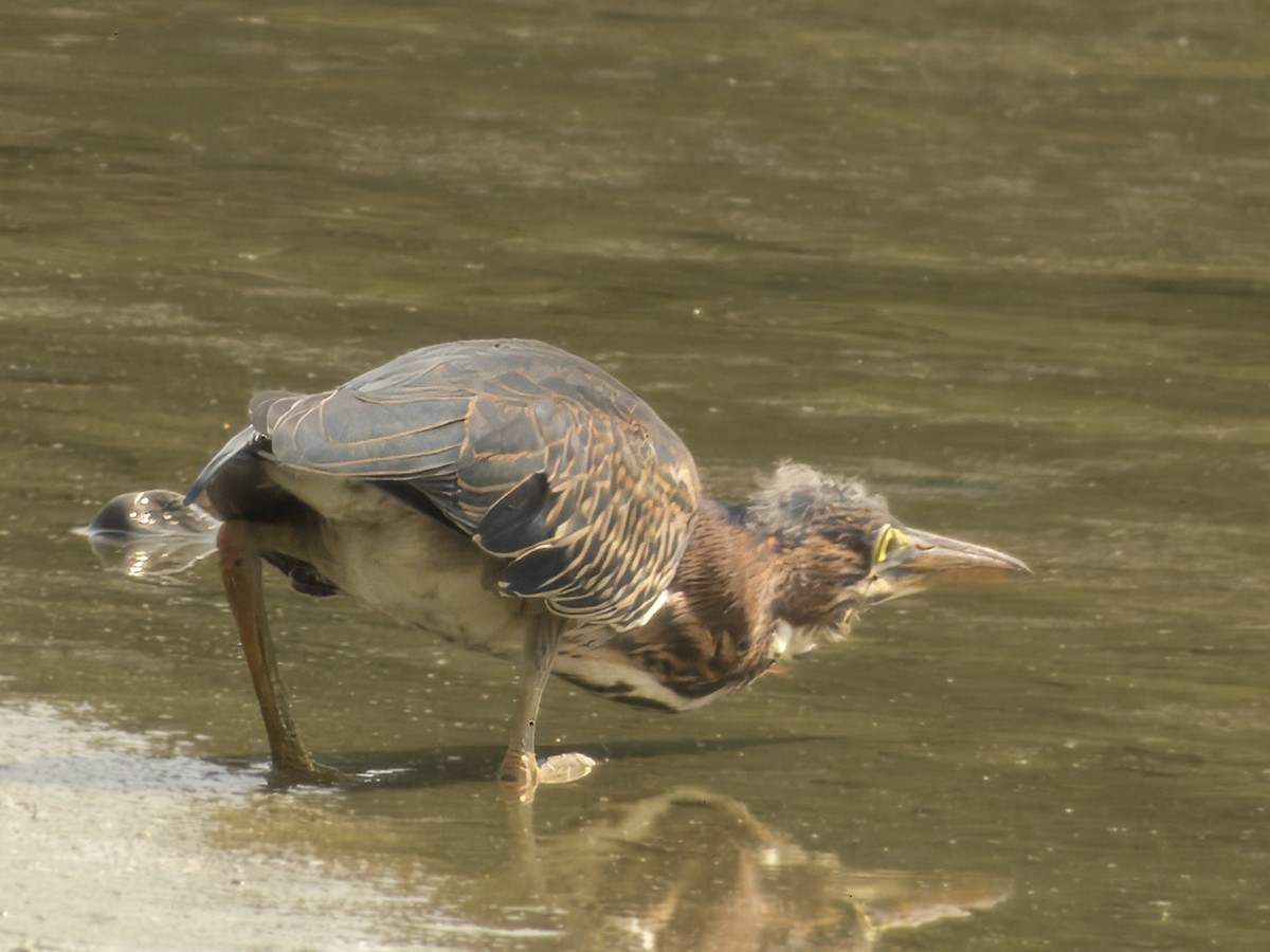 Green Heron - ML624036244