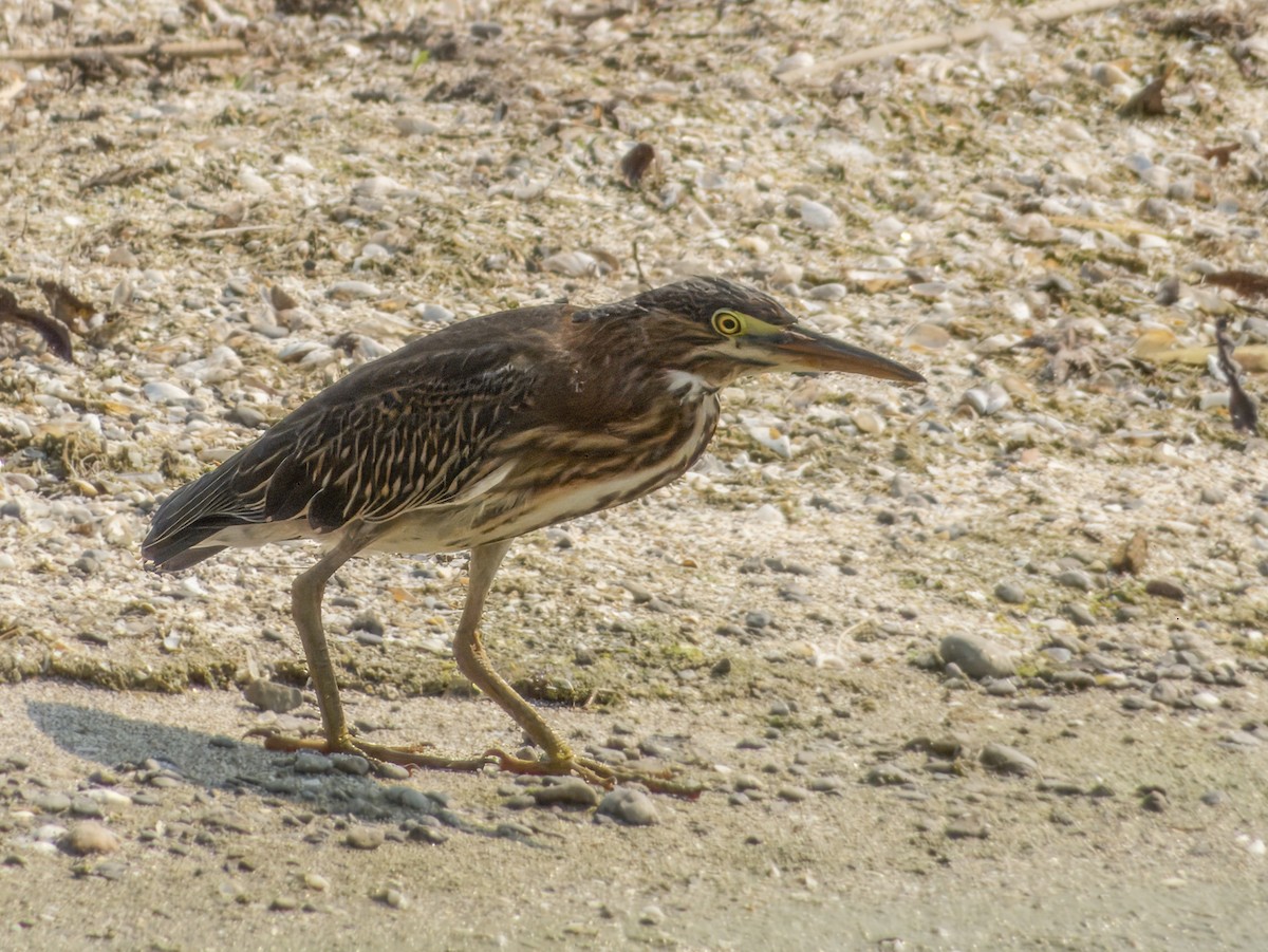 Green Heron - ML624036245