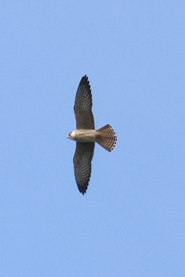 Red-footed Falcon - ML624036266