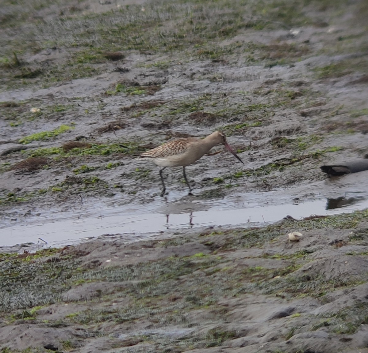 Bar-tailed Godwit - ML624036273