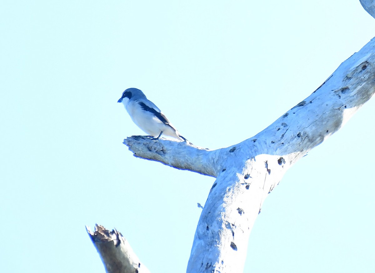 Loggerhead Shrike - ML624036281