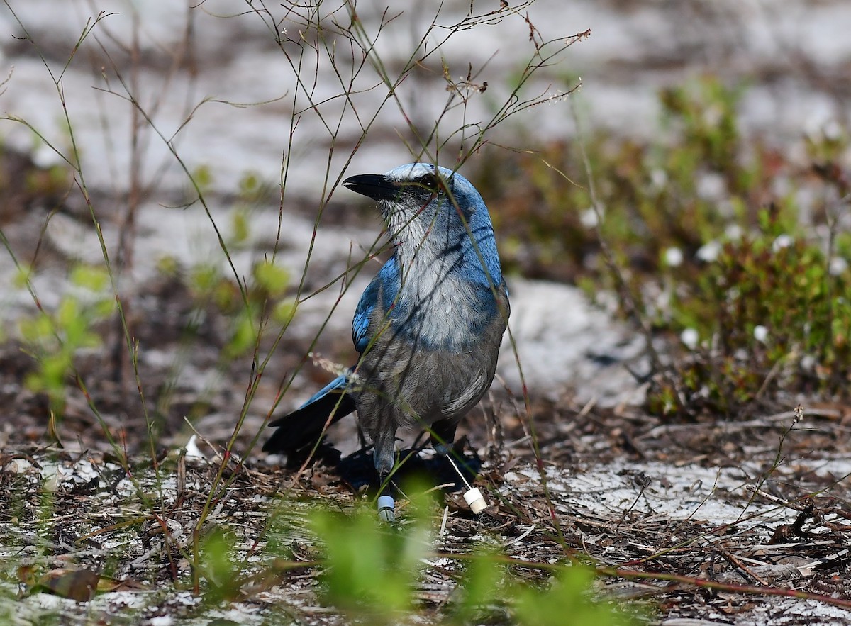 Florida Scrub-Jay - ML624036326