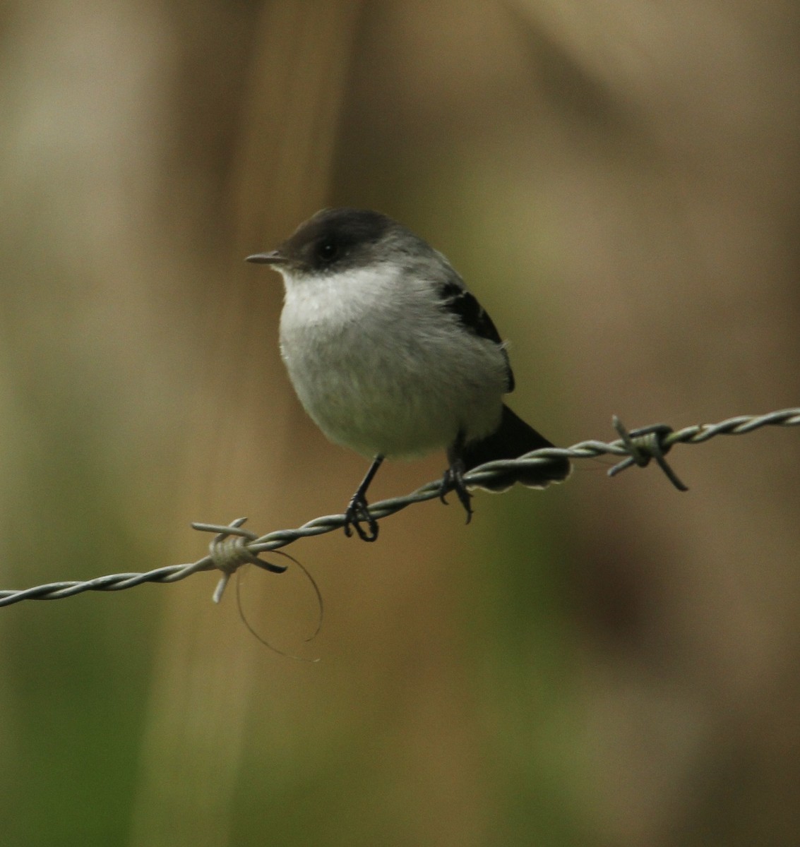 Sturzbach-Kleintyrann - ML624036405