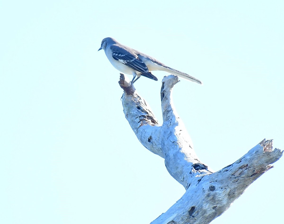 Northern Mockingbird - ML624036406