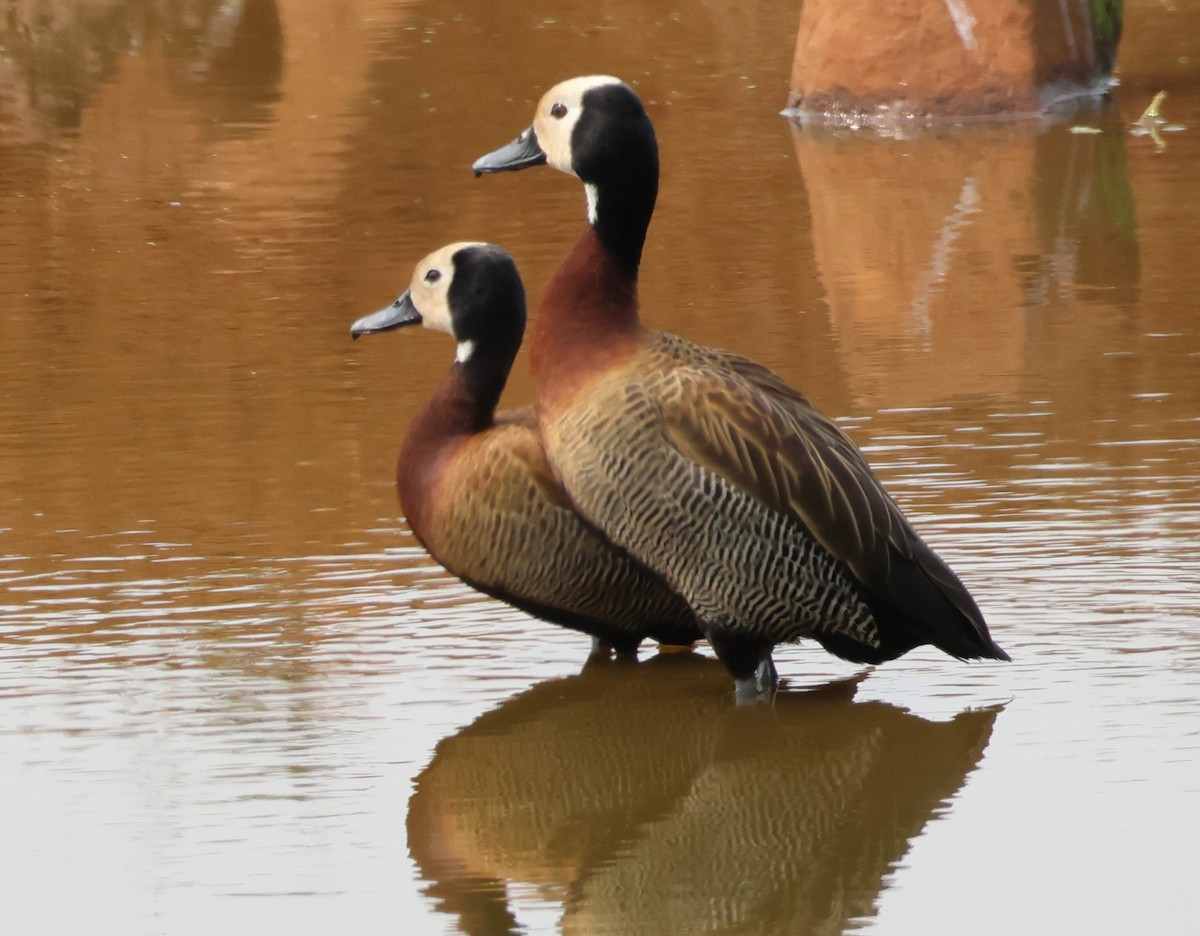 White-faced Whistling-Duck - ML624036420