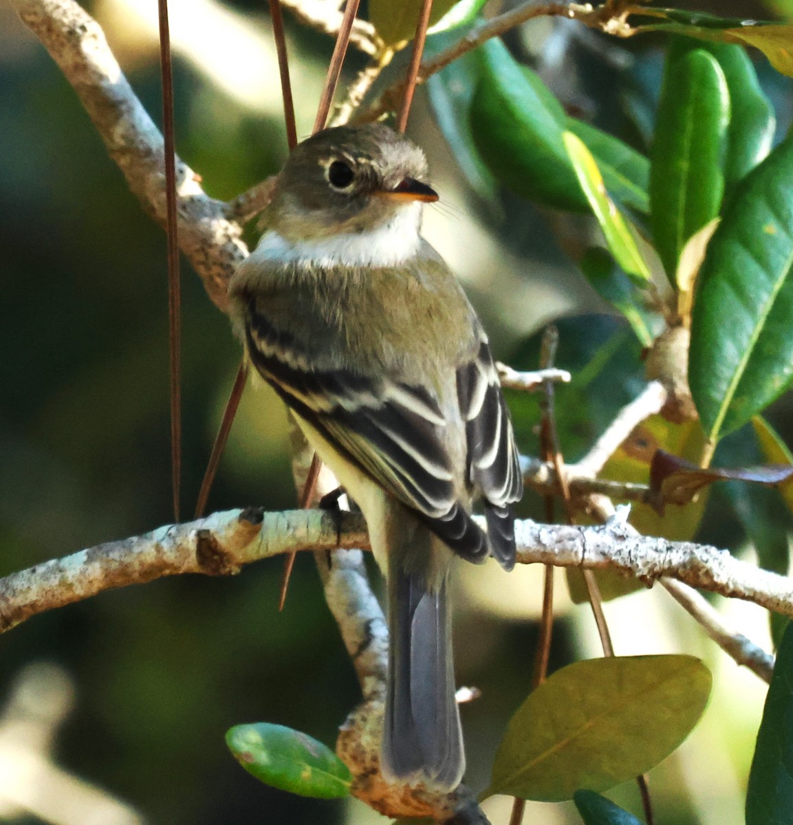 Least Flycatcher - ML624036421