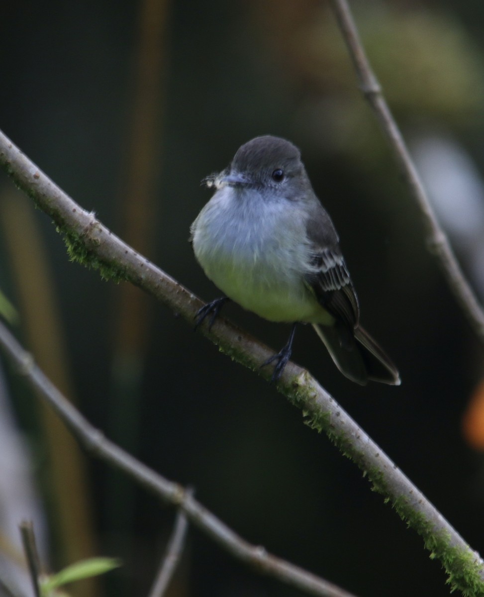 Pale-edged Flycatcher - ML624036427