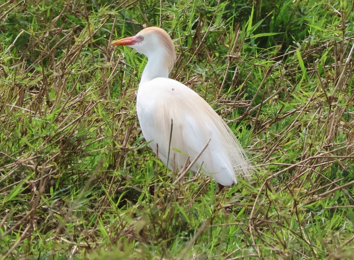 Western Cattle Egret - ML624036445