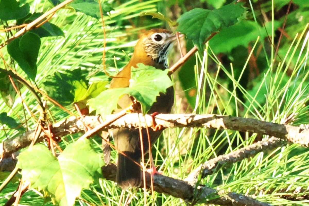 Wood Thrush - ML624036450