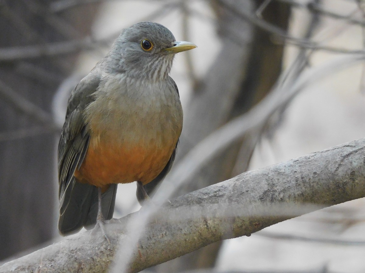 Rufous-bellied Thrush - ML624036474