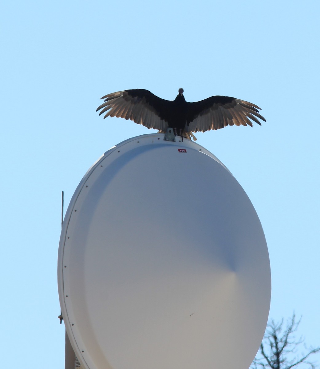 Turkey Vulture - ML624036499