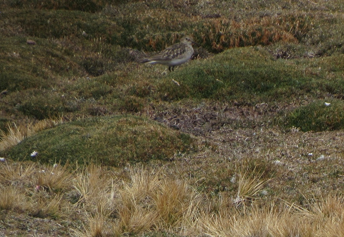 Baird's Sandpiper - ML624036500