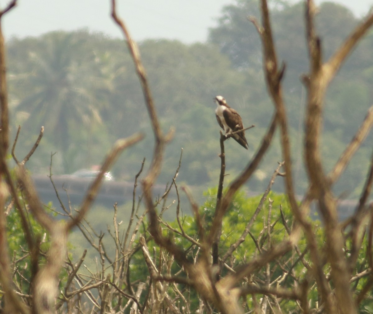 Osprey - ML624036522