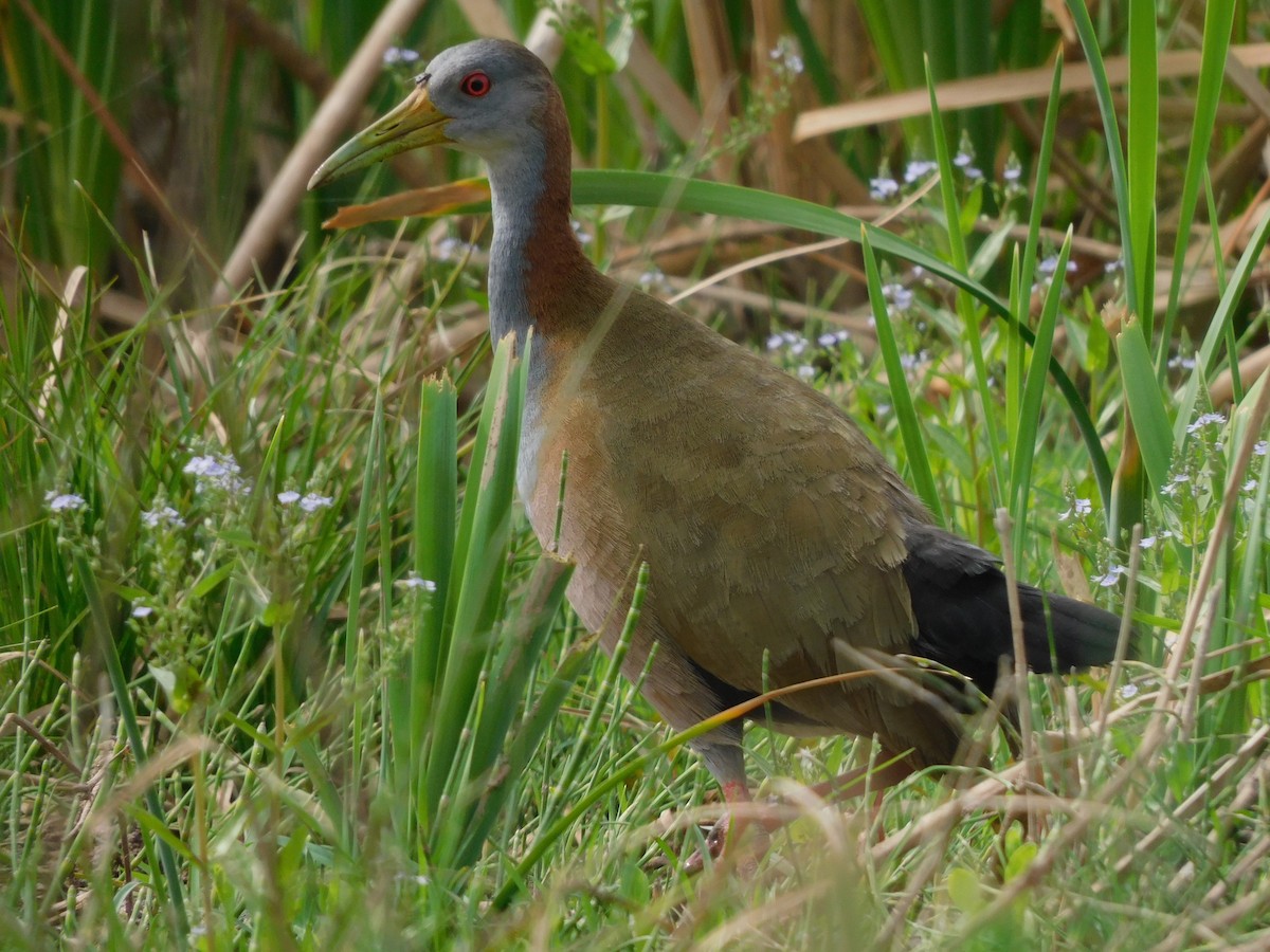 Giant Wood-Rail - ML624036567