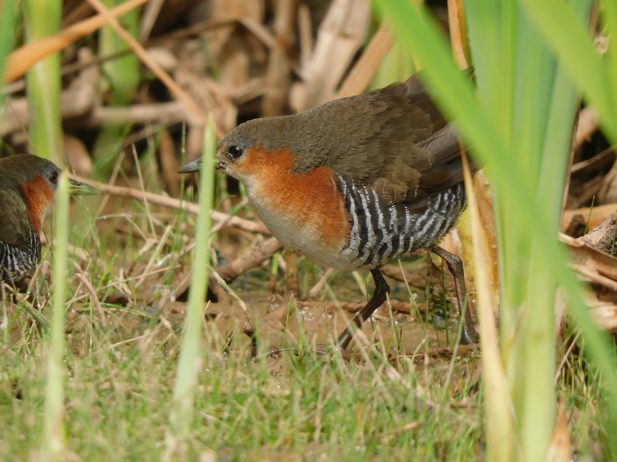 Rufous-sided Crake - ML624036572