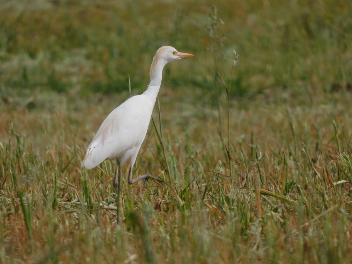 Чапля єгипетська (підвид ibis) - ML624036580