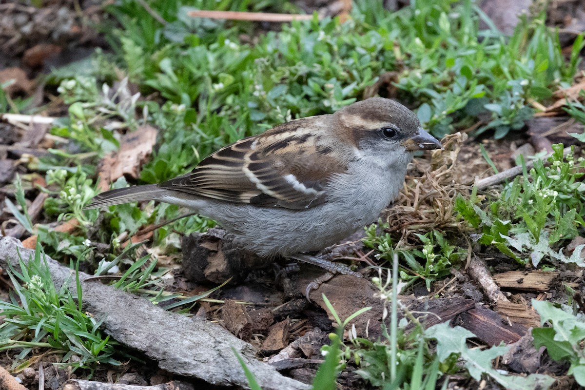 Russet Sparrow - Mikael Käll