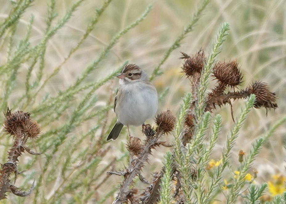 Clay-colored Sparrow - Rene Laubach