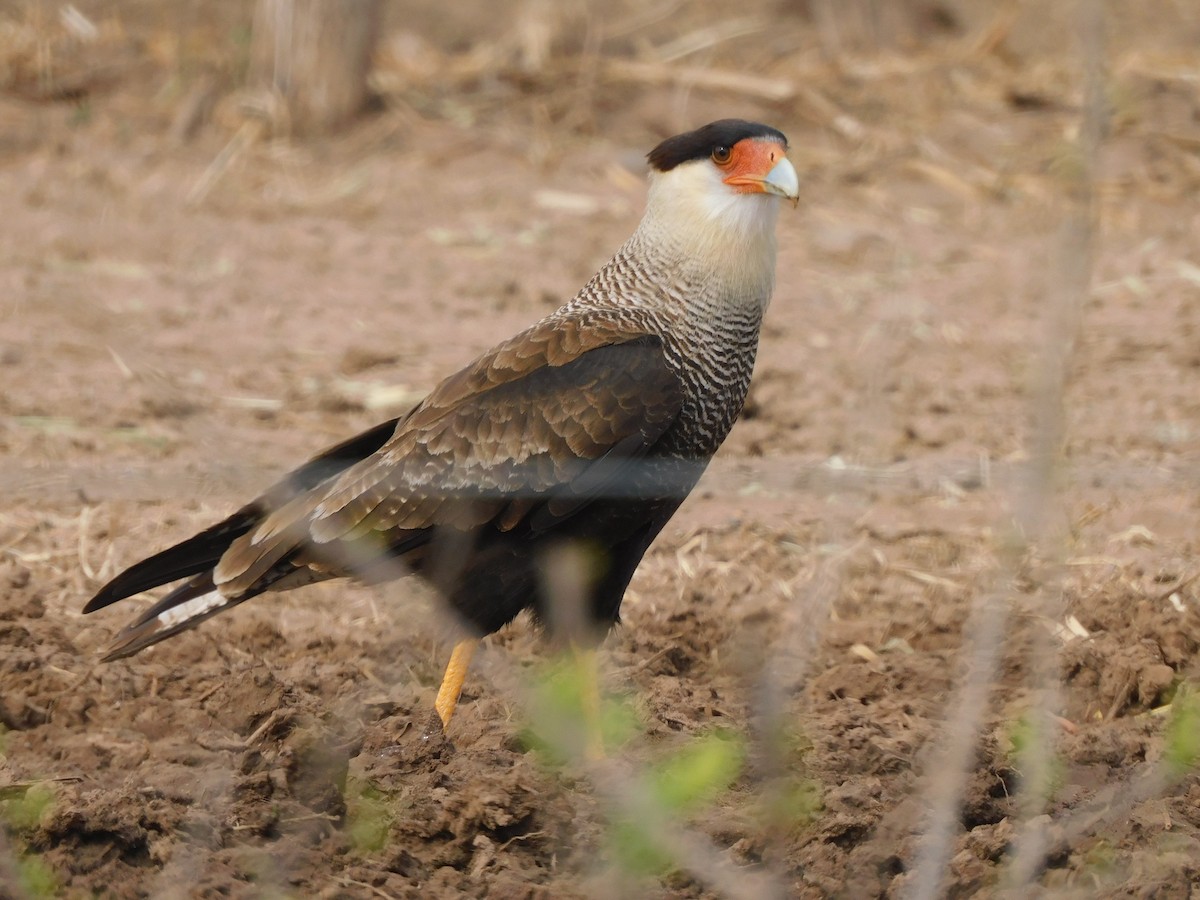 Crested Caracara - ML624036598