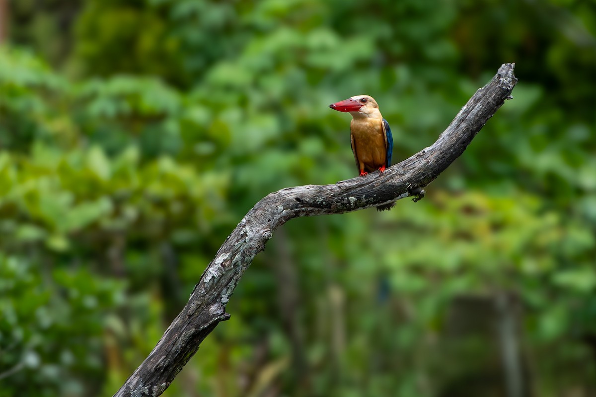 Stork-billed Kingfisher - ML624036614