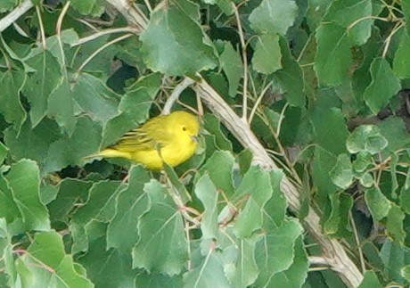 Yellow Warbler - ML624036624